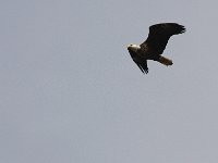 04-11-08-Mattawoman- MG 1130