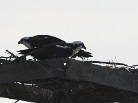 04-13-08-Rt 4- MG 1200