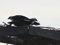 04-13-08-Rt 4- MG 1200 2