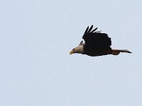 05-03-08-Mattawoman- MG 1412