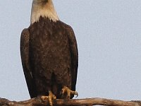 05-03-08-Mattawoman- MG 1694