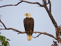05-03-08-Mattawoman- MG 1744