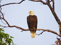 05-03-08-Mattawoman- MG 1747