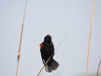 05-03-08-Mattawoman- MG 1820
