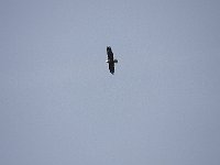 05-03-08-Mattawoman- MG 1831