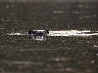 05-18-08-Piscataway MG 2470