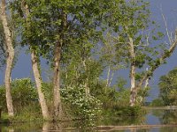05-18-08-Piscataway MG 2536