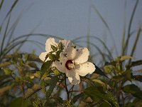 08-03-08-Rt 4 MG 4995