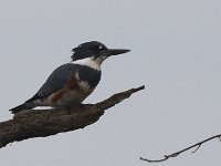 10-16-08-Mataponi MG 8010