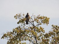 10-16-08-Mataponi MG 8145