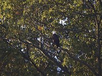 10-26-08-Mattawoman MG 8551