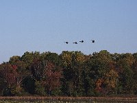 10-26-08-Mattawoman MG 8674