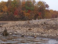 11-01-08-Rocky Gorge MG 8945