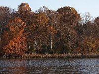 11-11-08-Mattawoman MG 9727