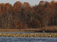 11-11-08-Mattawoman MG 9742