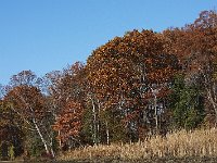 11-11-08-Mattawoman MG 9949