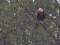 04-26-09-Rt 4 2228