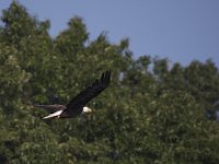 06-07-09-Mattawoman-IMG 3533