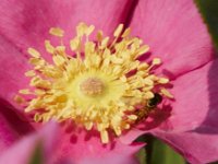 06-27-09-TuckahoeIMG 4043 1