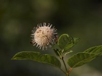 06-27-09-TuckahoeIMG 4048