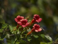 06-27-09-TuckahoeIMG 4116