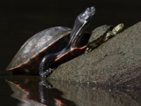 06-27-09-TuckahoeIMG 4134