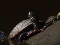 06-27-09-TuckahoeIMG 4150