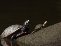 06-27-09-TuckahoeIMG 4154