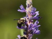 06-27-09-TuckahoeIMG 4194