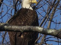 03-20-10-Mattawoman-0254