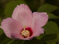 07-31-10-Sassafras-2921