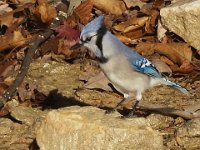11-13-10-Rocky Gorge-7268