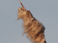 03-20-11-Mattawoman-8856
