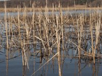 03-20-11-Mattawoman-8909