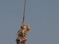 03-20-11-Mattawoman-8916