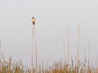 05-07-11-Mattawoman-0080