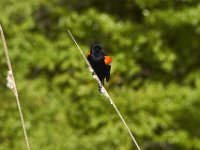 05-07-11-Mattawoman-0265