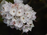 05-29-11-Rocky Gorge-0815