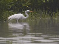 06-18-11-Mattawoman-1763