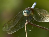 06-18-11-Mattawoman-1901