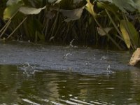06-24-11-Mattaponi-2141