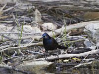 06-25-11-Rocky Gorge-2407