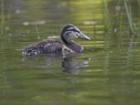 06-25-11-Rocky Gorge-2427