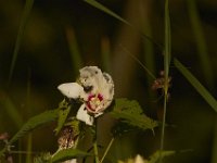07-16-11-Skipton Creek-4033