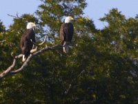 07-16-11-Skipton Creek-4123