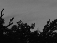 07-30-11-Mattawoman