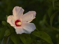 07-30-11-Mattawoman-6890