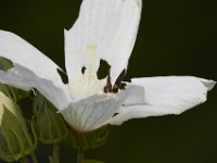 07-30-11-Mattawoman-6977
