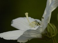 07-30-11-Mattawoman-6978