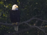 07-30-11-Mattawoman-7096 1